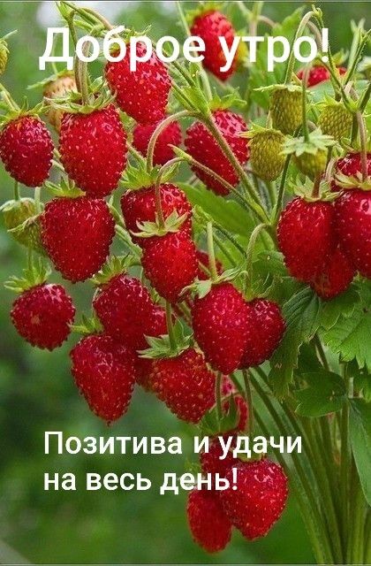доброе утро хорошего дня и прекрасного настроения картинки красивые - 47