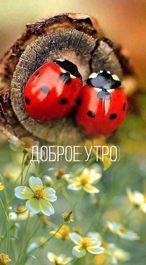 доброе утро хорошего дня и прекрасного настроения картинки красивые - 49