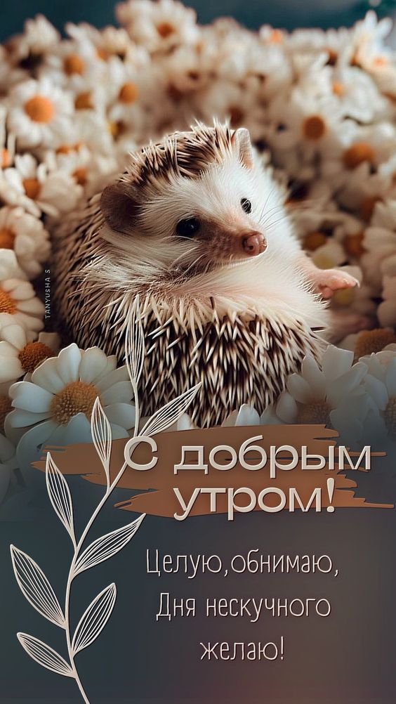 доброе утро хорошего дня и прекрасного настроения картинки красивые - 65