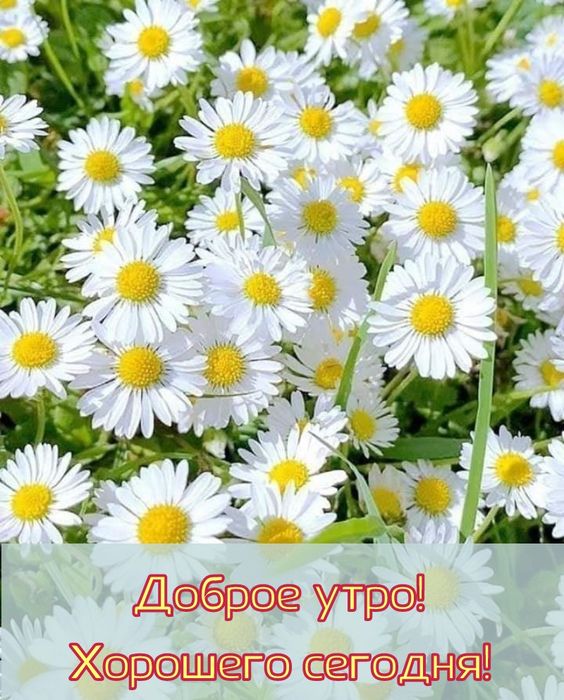 доброе утро хорошего дня и прекрасного настроения картинки красивые - 71